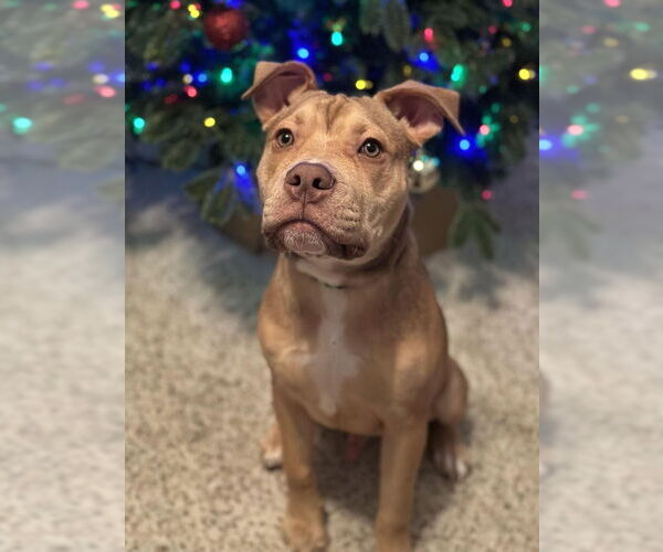 Medium Photo #2 Mutt Puppy For Sale in Springdale, PA, USA