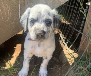 Dalmatian Puppy for sale in CATHLAMET, WA, USA