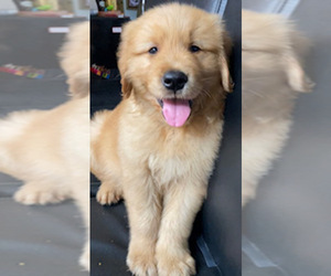 Golden Retriever Puppy for sale in SANTA ANA, CA, USA