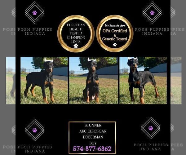 Medium Photo #5 Doberman Pinscher Puppy For Sale in WARSAW, IN, USA