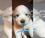 Puppy Blue Great Pyrenees