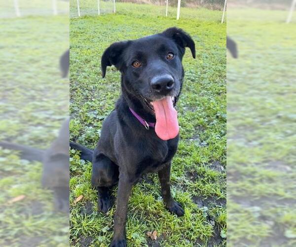 Medium Photo #1 Labrador Retriever-Unknown Mix Puppy For Sale in Sacramento, CA, USA