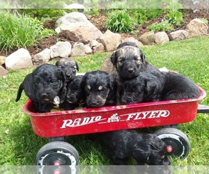 Goldendoodle Puppy for sale in KILLINGER, PA, USA