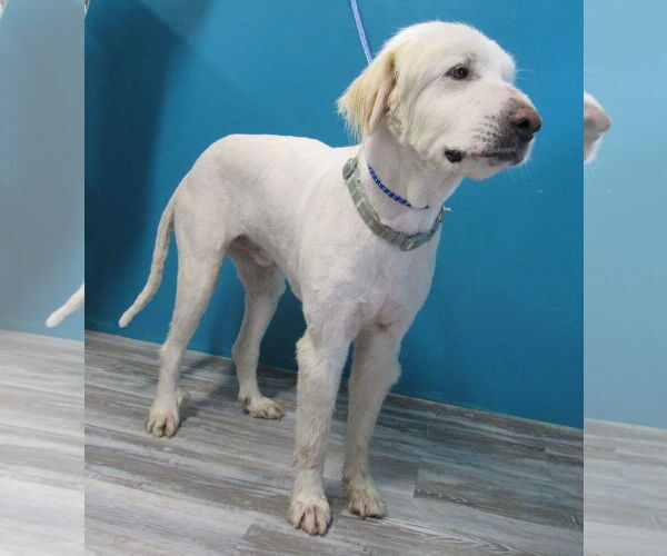 Medium Photo #2 Great Pyrenees-Unknown Mix Puppy For Sale in Conroe, TX, USA