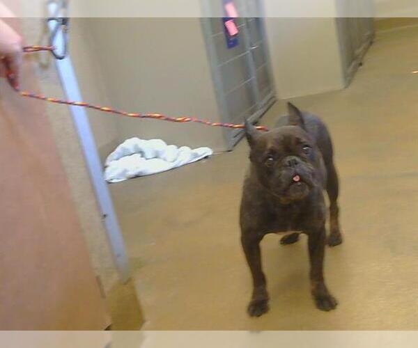 Medium Photo #1 French Bulldog Puppy For Sale in Sacramento, CA, USA