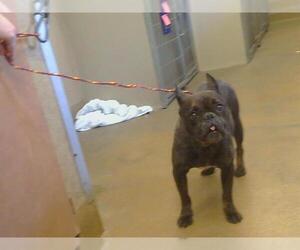 French Bulldog Dogs for adoption in Sacramento, CA, USA