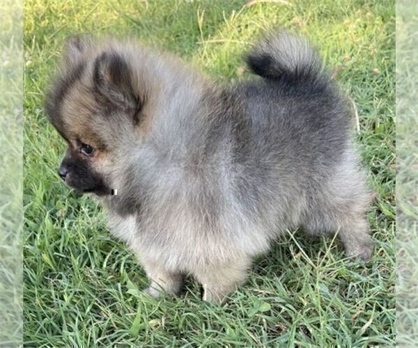 Medium Photo #7 Pomeranian Puppy For Sale in PEMBROKE PINES, FL, USA