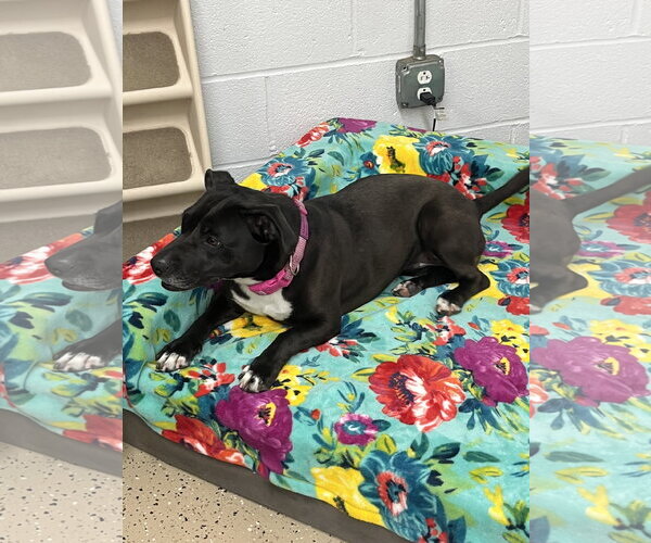 Medium Photo #9 Mutt Puppy For Sale in York, SC, USA