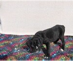 Small Photo #5 Boxer Puppy For Sale in BLOOMINGTON, IN, USA