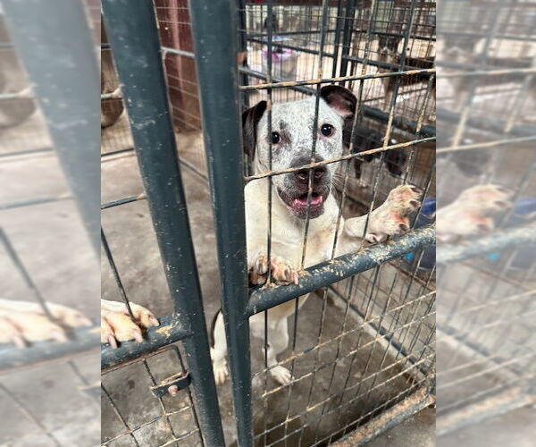 Medium Photo #1 Mutt Puppy For Sale in Jackson, MS, USA