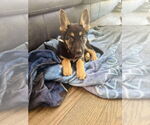 Small German Shepherd Dog
