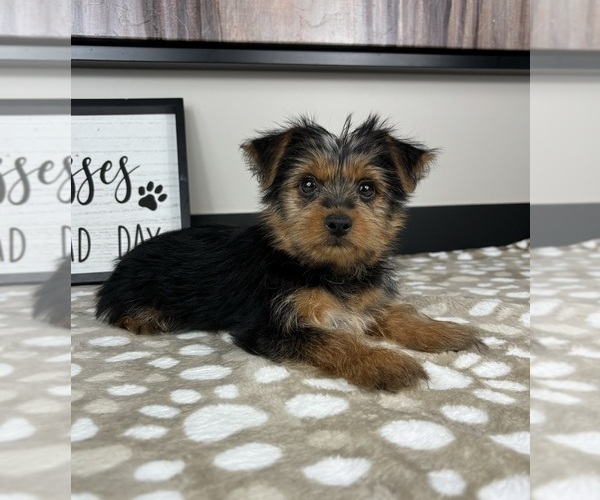 Medium Photo #6 Yorkshire Terrier Puppy For Sale in INDIANAPOLIS, IN, USA