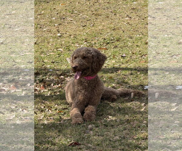 Medium Photo #3 Mutt Puppy For Sale in Valrico, FL, USA