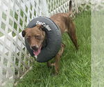 Small #6 American Pit Bull Terrier Mix