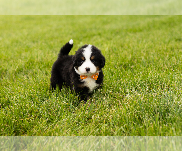 Medium Photo #10 Bernese Mountain Dog Puppy For Sale in SHIPSHEWANA, IN, USA