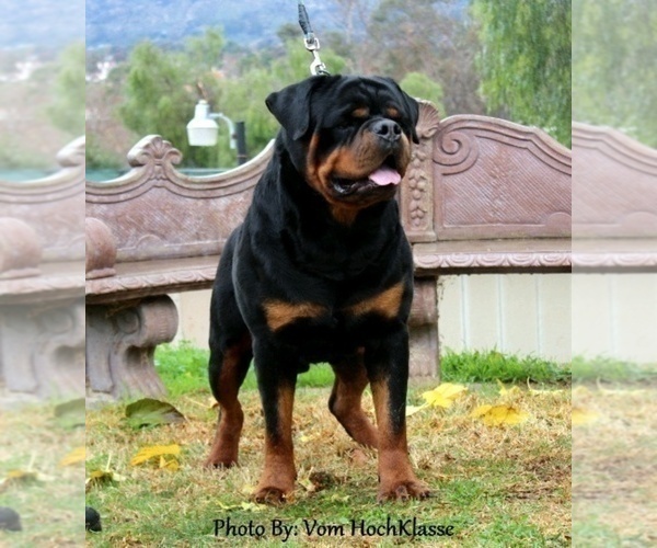 Medium Photo #1 Rottweiler Puppy For Sale in APPLE VALLEY, CA, USA