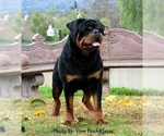 Small Photo #1 Rottweiler Puppy For Sale in APPLE VALLEY, CA, USA