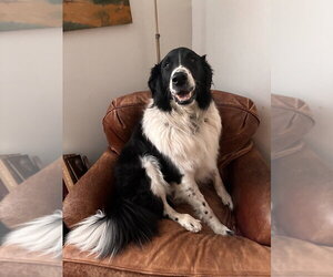 Casey **Courtesy Post** - Male Pyrenees Border Collie Dog for Adoption