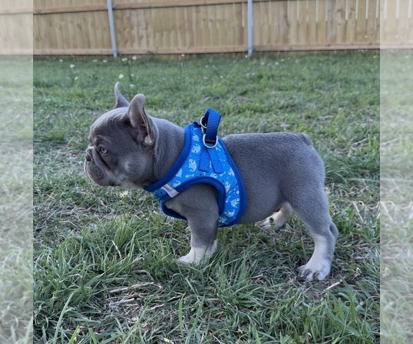 Medium Photo #4 French Bulldog Puppy For Sale in JACKSBORO, TX, USA