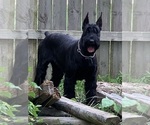 Small #6 Schnauzer (Giant)