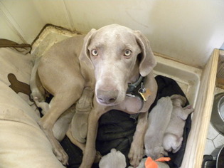 Mother of the Weimaraner puppies born on 12/01/2017