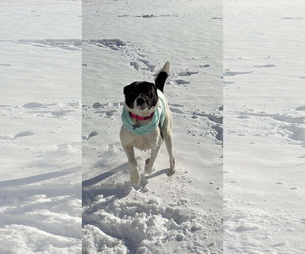 Medium Photo #5 Mutt Puppy For Sale in Holly Springs, NC, USA