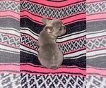 Small Photo #3 French Bulldog Puppy For Sale in MICANOPY, FL, USA