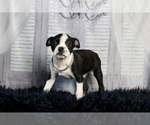 Small #2 Boston Terrier