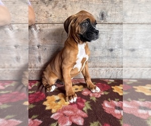 Boxer Puppy for sale in VERMONTVILLE, MI, USA