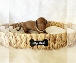 Small #6 Dachshund