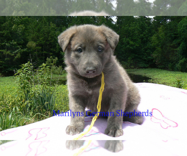 Medium Photo #5 German Shepherd Dog Puppy For Sale in PIEDMONT, MO, USA