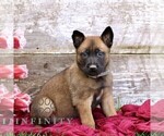 Small #2 Belgian Malinois