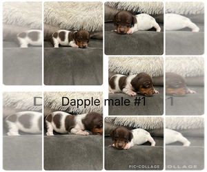 Dachshund Puppy for sale in ANGIE, LA, USA