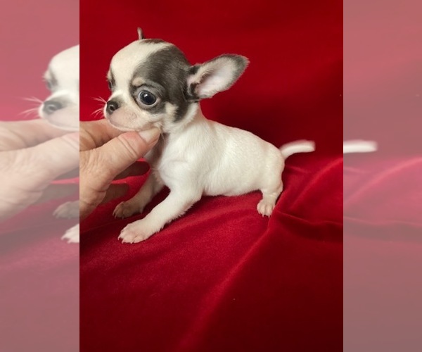 Medium Photo #4 Chihuahua Puppy For Sale in TRACY, CA, USA