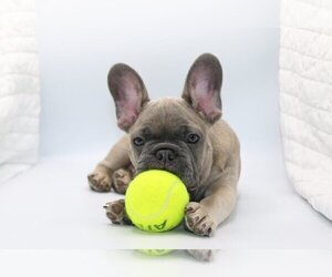 French Bulldog Puppy for sale in CORAL SPRINGS, FL, USA