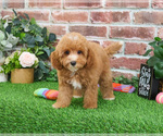 Small #5 Cavapoo (Miniature)