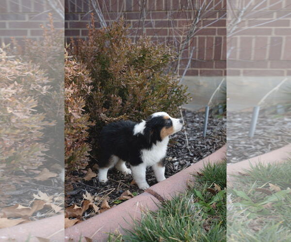 Medium Photo #8 Collie-Unknown Mix Puppy For Sale in Sandy, UT, USA