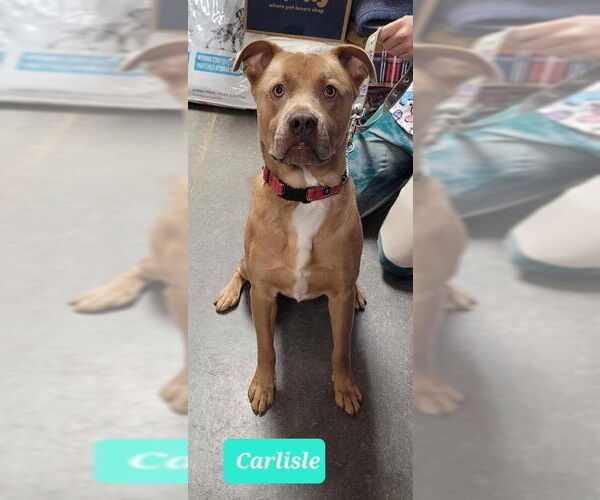 Medium Photo #2 Staffordshire Bull Terrier-Unknown Mix Puppy For Sale in Richmond, IN, USA