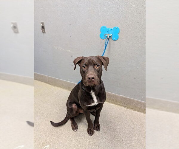 Medium Photo #1 Labrador Retriever-Unknown Mix Puppy For Sale in Las Vegas, NV, USA