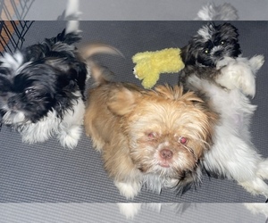 Shih Tzu Puppy for sale in AURORA, CO, USA