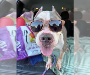 Betty - Female American Staffordshire Terrier Dog for Adoption - Photo #7