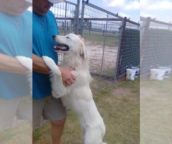 Medium Photo #4 Great Pyrenees Puppy For Sale in Spring, TX, USA