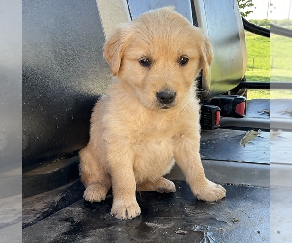 Medium Photo #7 Golden Retriever Puppy For Sale in MEMPHIS, MO, USA