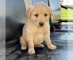 Small #6 Golden Retriever