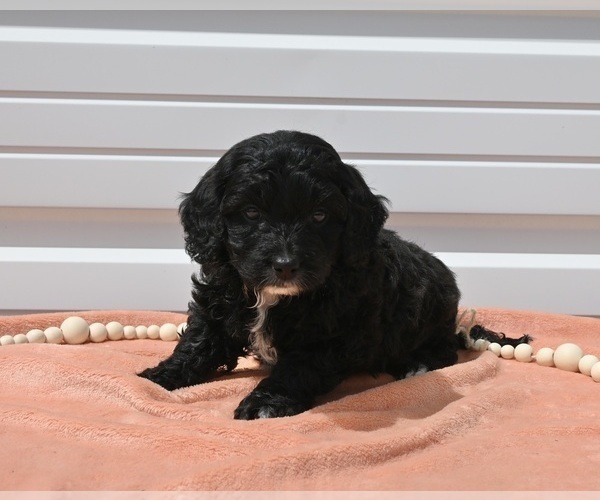 Medium Photo #2 Goldendoodle (Miniature) Puppy For Sale in MILLERSBURG, OH, USA