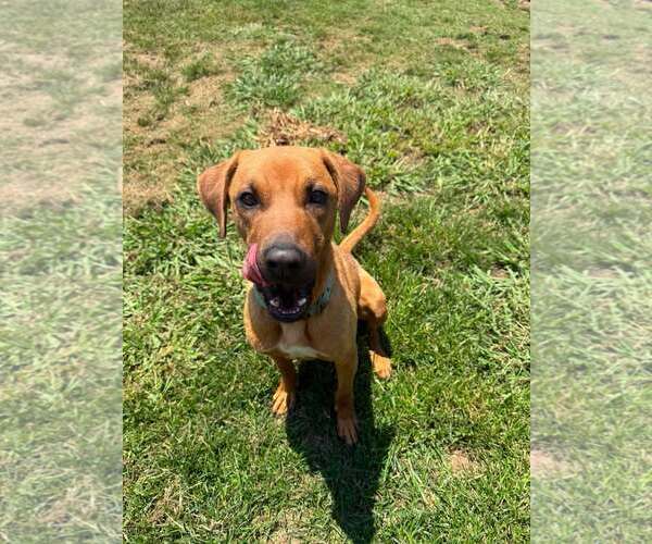 Medium Photo #5 Retriever -Unknown Mix Puppy For Sale in Woodbury, NY, USA
