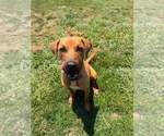 Small #4 Retriever  Mix
