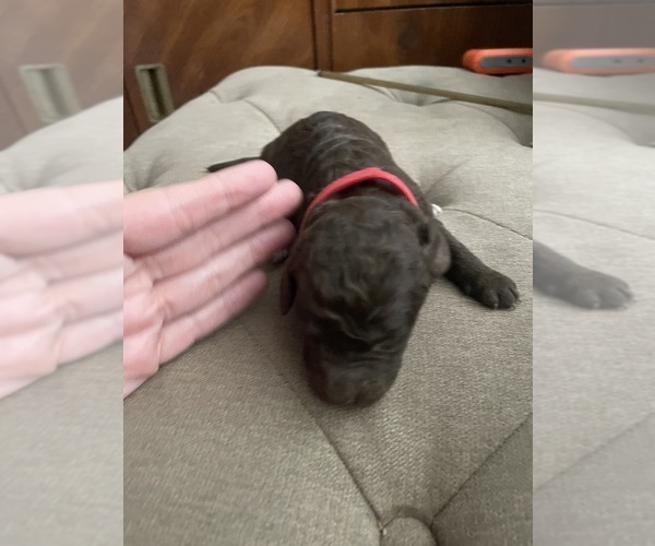 Medium Photo #1 F2 Aussiedoodle-Goldendoodle Mix Puppy For Sale in JESUP, GA, USA