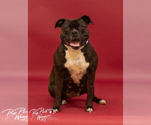 American Staffordshire Terrier Dogs for adoption in Claremore, OK, USA