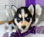 Small Photo #9 Siberian Husky Puppy For Sale in MOUNT AYR, IA, USA